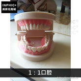 INPHIC-牙齒模型牙齒醫學模型刷牙教學牙醫口腔保健牙科演示構造-1:1口腔